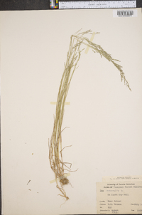Poa nemoralis image